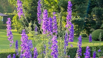 Son plantas perennes conocidas por