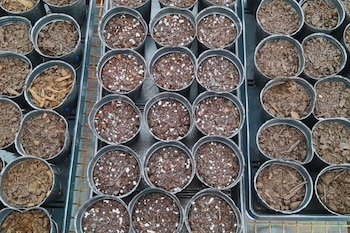 Los sustratos inteligentes son fórmulas