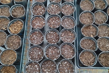 Diseñan sustratos inteligentes a partir