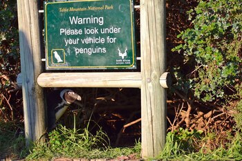 'No penguins under here' -