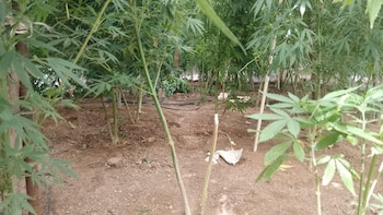 Así lucían parte de las plantas en el predio. Crédito: Especial
