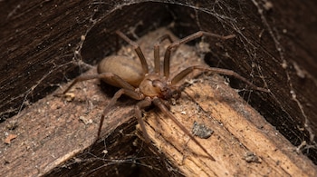 Una araña violinista de color marrón claro con ocho patas, posada sobre tablones de madera vieja cubiertos de telarañas y polvo, vista de cerca.