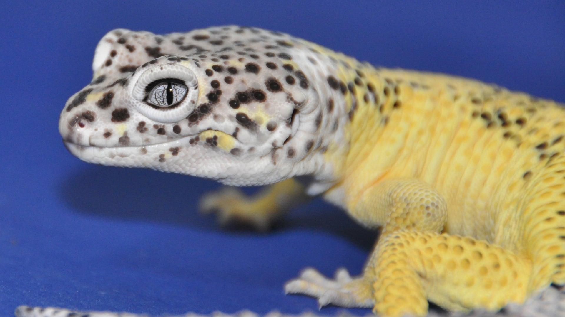 La investigación concluyó que el gecko leopardo lemon frost puede funcionar como un modelo natural para estudiar el cáncer, aunque advirtió limitaciones por el tamaño de la muestra (Steve Sykes)