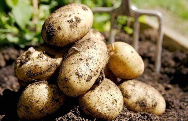 La disponibilidad de semilla certificada de papa determina el rendimiento agrícola y la capacidad de abastecimiento en el país.