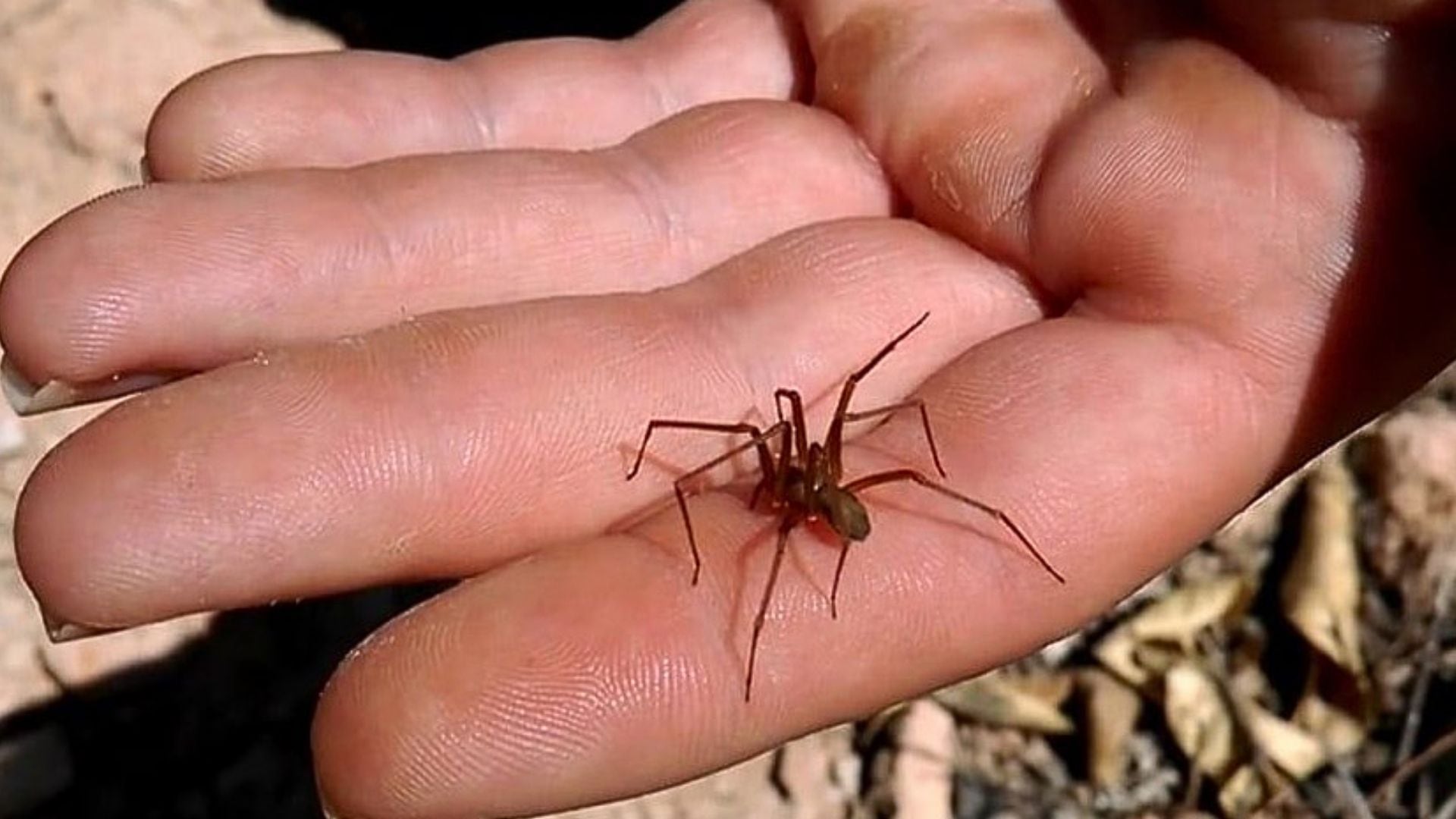 EsSalud advierte sobre el peligro de la araña violinista y reporta más de 2 mil casos en seis años | Foto cortesía.