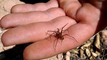 Picadura de araña casera puede