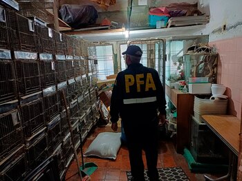 Los animales eran comercializados en