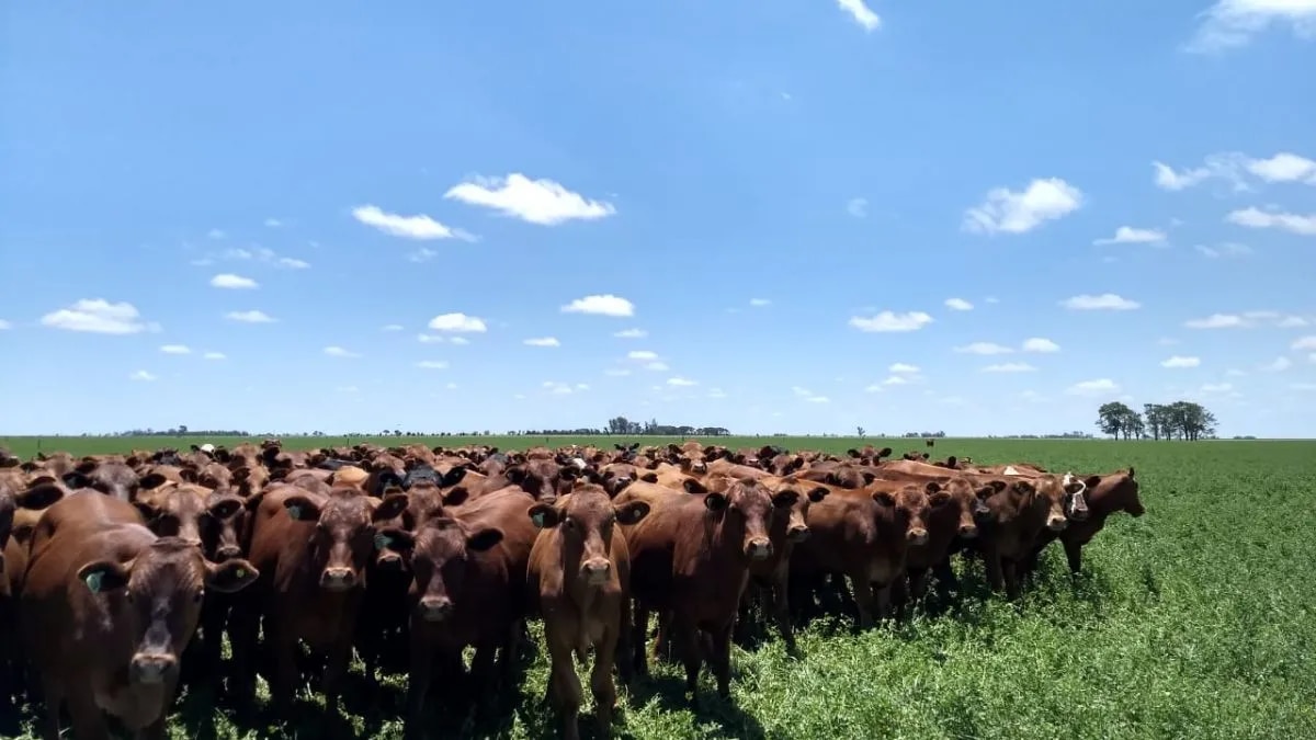 Este tipo de carne presenta mayores niveles de ácidos grasos omega 3, mayor contenido de ácido linoleico conjugado (CLA) y antioxidantes naturales como vitamina E y carotenoides.