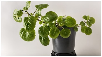 El truco poco conocido para