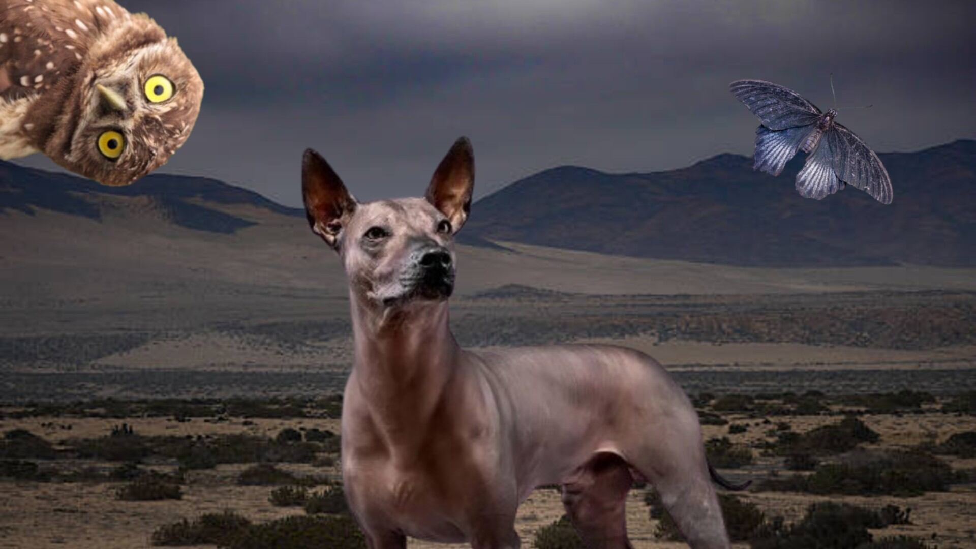 A través de simbolismos, estos animales muestran la estrecha relación que había entre la cultura y la naturaleza. Diseño: (Jesús Tovar Sosa/Infobae)