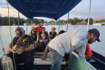 La intervención incluyó inspecciones a lanchas de pesca artesanal en Izabal, con revisión de aparejos y de ejemplares capturados, para constatar el cumplimiento de la normativa vigente y los períodos de restricción (Foto cortesía MAGA)
