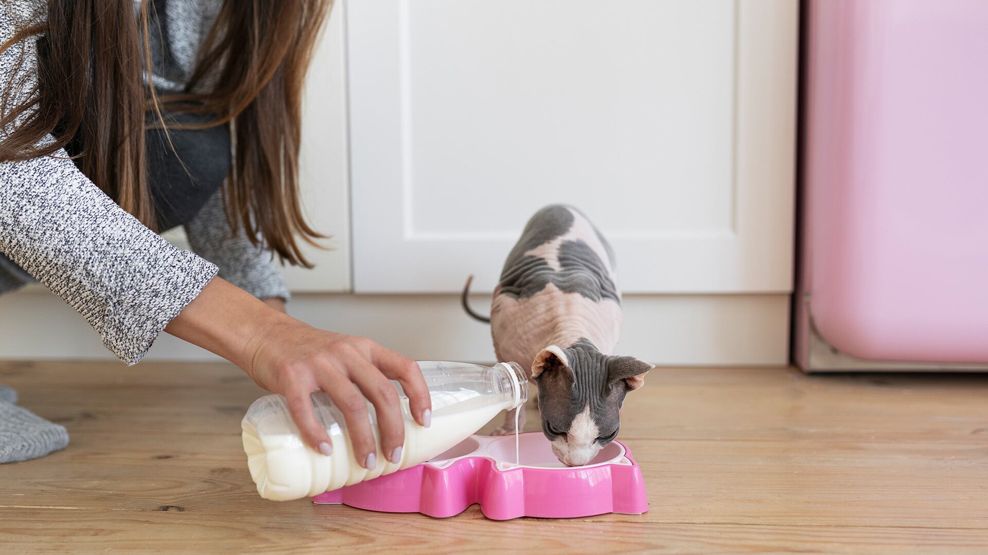 La creencia de que los gatos deben consumir leche proviene de representaciones del siglo XIX (Freepik)