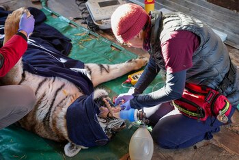 Inicialmente planeado para tres tigresas,