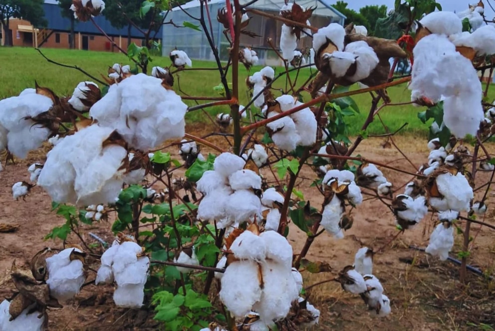 El algodón argentino suma una innovación que promete cambiar el cultivo