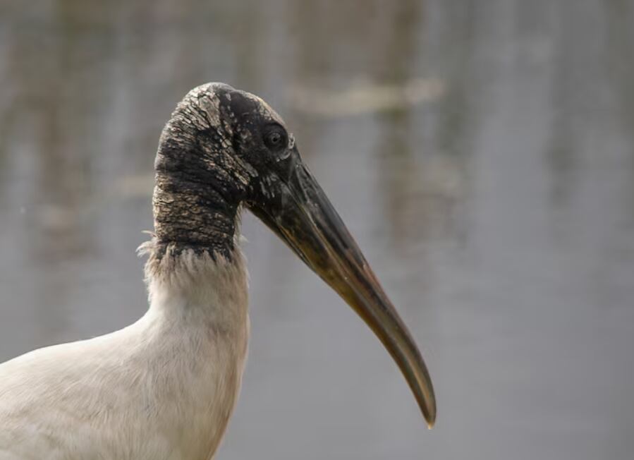 El crecimiento de la población del cigüeñón americano llevó a su exclusión de la lista de especies protegidas, aunque persisten dudas sobre la estabilidad de su recuperación (Freepik)