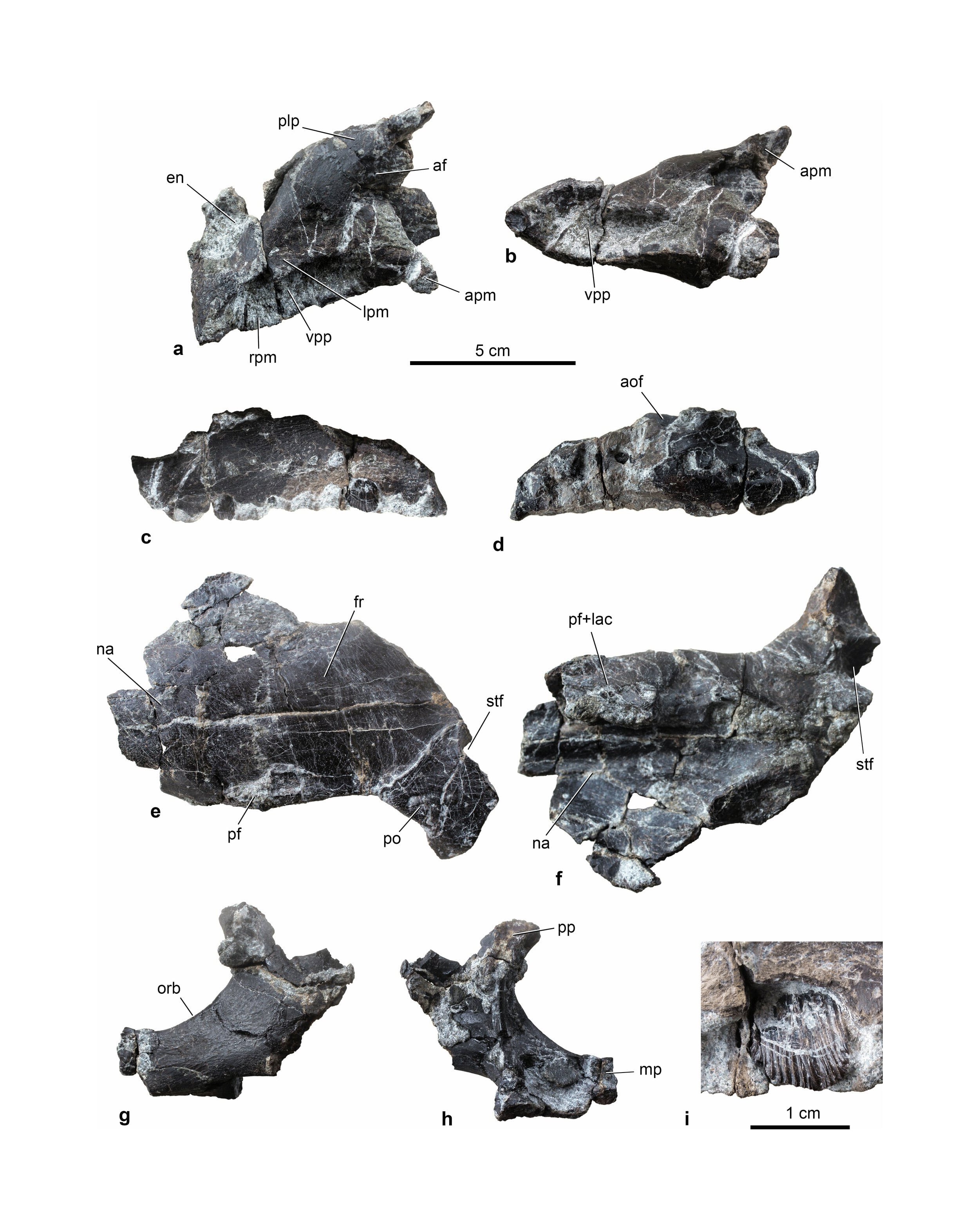 Un fósil hallado en Hungría desafía la creencia de que los dinosaurios ceratópsidos nunca habitaron Europa Credit: Nature (2026)