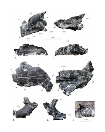 Un fósil hallado en Hungría
