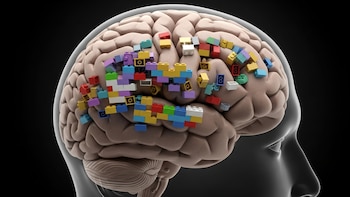 Los “legos cognitivos” del cerebro