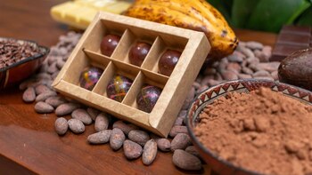 Cacao peruano florece donde antes