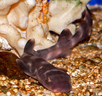 La investigación analizó al tiburón