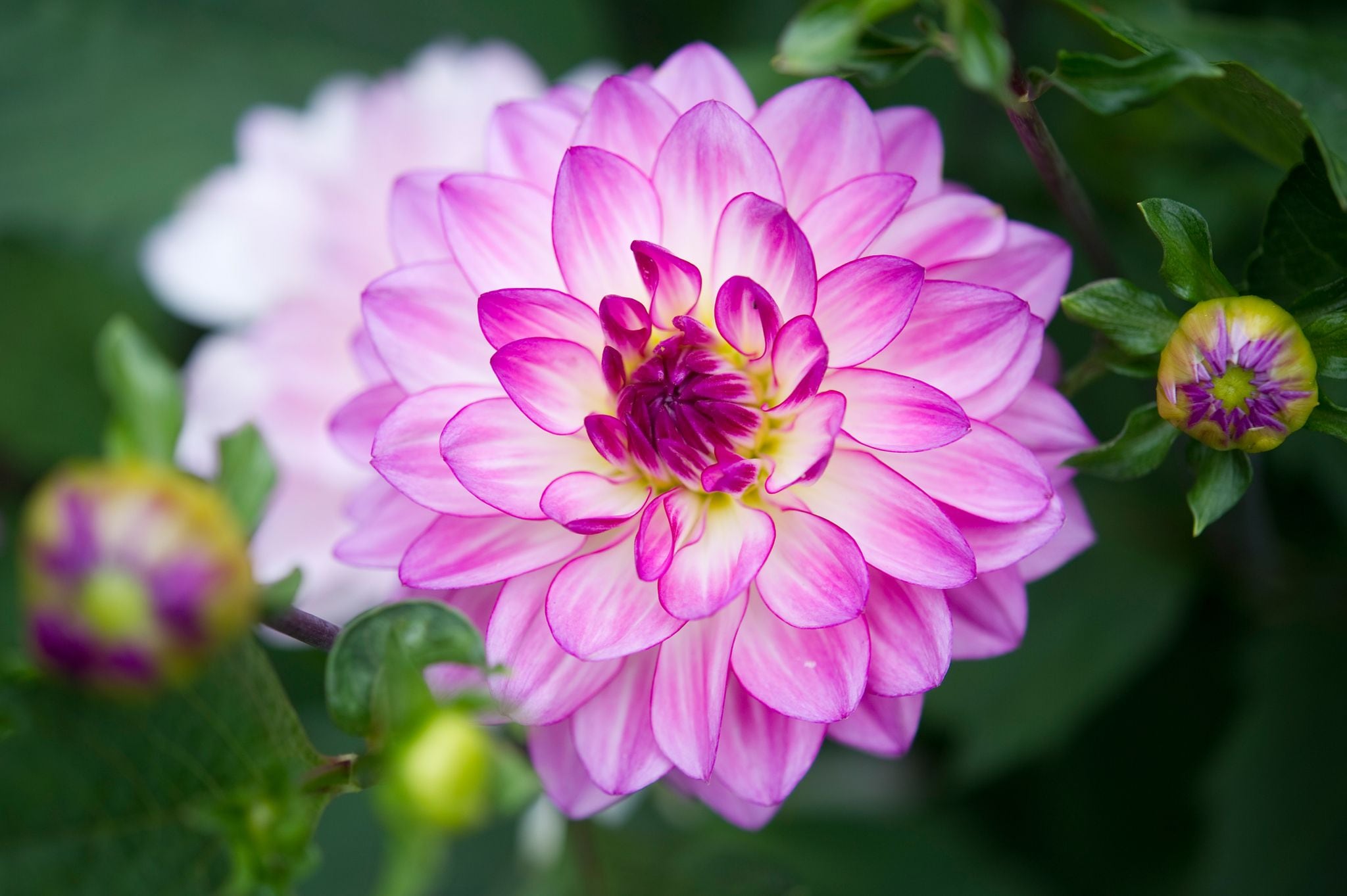 La flor mexicana que enamoró a Europa: de los altares del Día de Muertos a un huerto en Shropshire