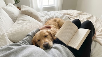 Un golden retriever dorado duerme sobre las piernas de una persona que lee un libro en la cama, con almohadas blancas y una ventana de fondo.