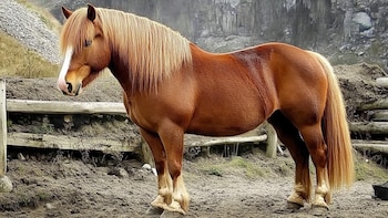 Caballo Suffolk Punch: la legendaria