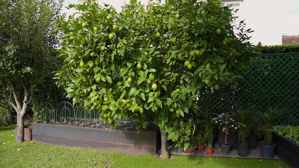 Los secretos para hacer florecer tu limonero: lo que recomiendan los expertos en casa