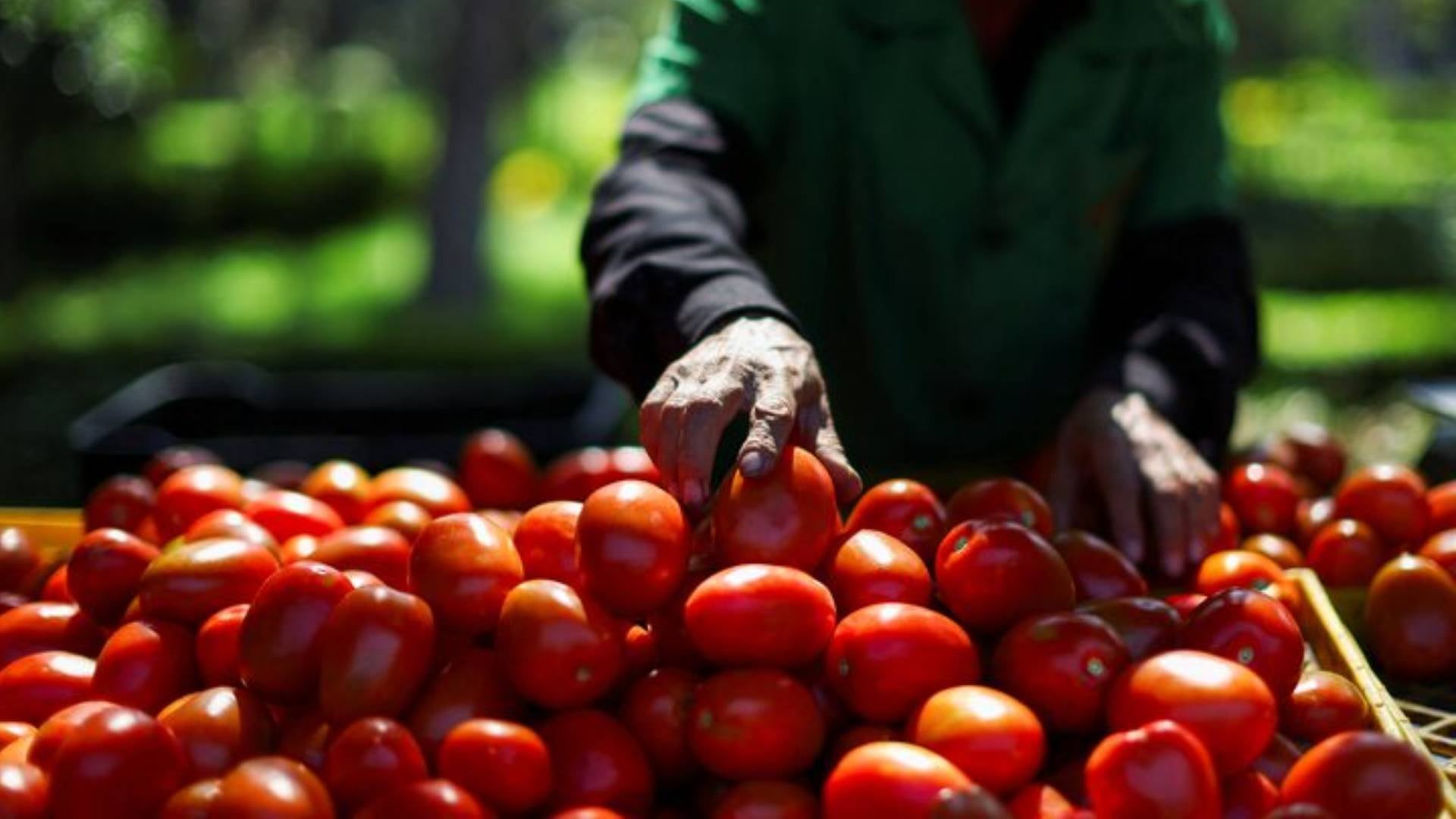 El shifting baseline syndrome lleva a las nuevas generaciones a considerar normal la comida insípida por falta de referencia con alimentos de mayor sabor (Reuters)