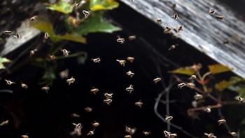 Siete perros murieron tras un ataque de abejas durante trabajos eléctricos en Palmira, Valle del Cauca: vecinos exigen que Celsia pague los daños