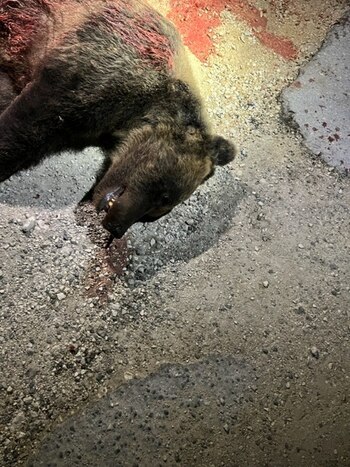 IMAGEN SENSIBLE. La osa Amarena yace en una calle tras ser asesinada a tiros, en San Sabastiano Dei Marsi, Italia, 31 de agosto de 2023. Carabinieri/Handout via REUTERS