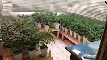 Descubren laboratorio hidropónico y decomisan más de 300 plantas de marihuana en operativo policial en Costa Rica