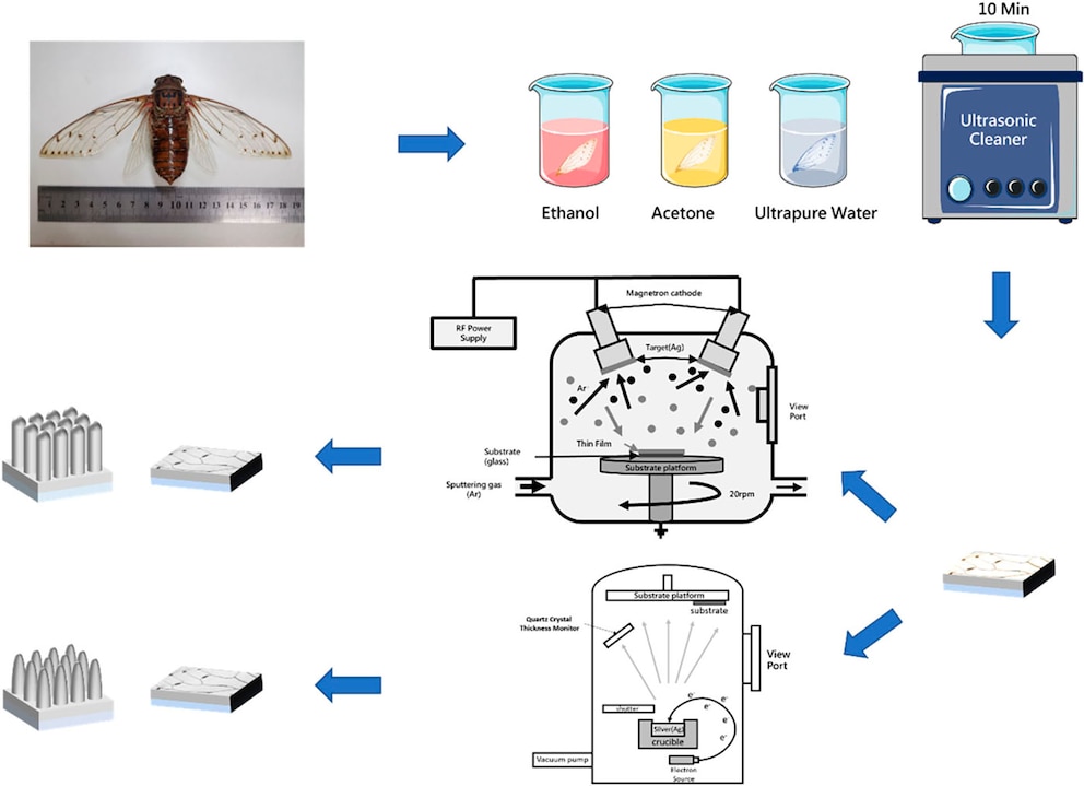 Un insecto inspira sensores de última generación: cómo la cigarra emperatriz podría revolucionar la detección molecular