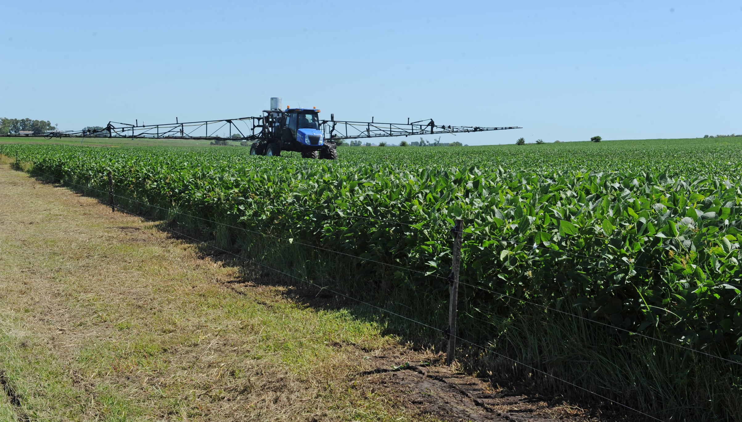 La soja, uno de los cultivos más afectados por la sequía en Uruguay (Archivo/MGAP Uruguay)