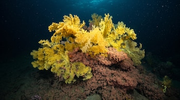 Un gran coral ramificado de color amarillo y ocre rojizo sobre un lecho marino oscuro, en aguas profundas con partículas suspendidas y luz cenital.