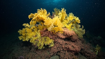 Costa Rica revela una nueva familia de coral en las profundidades de la Isla del Coco