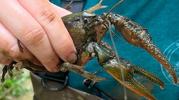 La búsqueda científica que permitió identificar al cangrejo de río más grande conocido de Norteamérica
