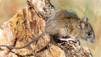 Cuáles son las 8 especies de roedores silvestres que pueden transmitir el hantavirus en Argentina