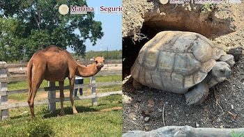 Animales exóticos en Tamaulipas