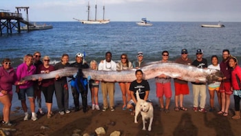 Un numeroso grupo de personas y un perro en una playa arenosa sostienen un pez remo gigante de color plateado. El océano y botes se ven al fondo