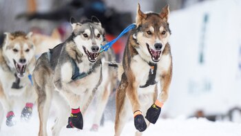 Tragedia en el Iditarod: la