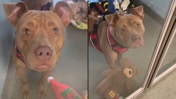 El caso de esta perrita