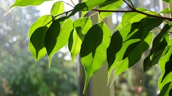 Rama de ficus con múltiples hojas verdes translúcidas iluminadas por el sol desde atrás y fondo borroso.