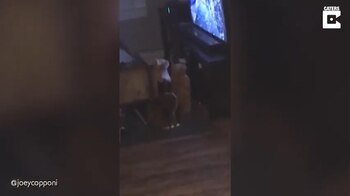 12/04/2021 Tres gatos enganchados a