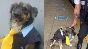 Perrito con uniforme del Metropolitano