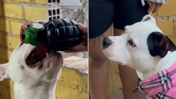 Dos imágenes de un perro pitbull blanco: una muerde un juguete de granada, la otra lo muestra de perfil con una chaqueta rosa y manchas negras