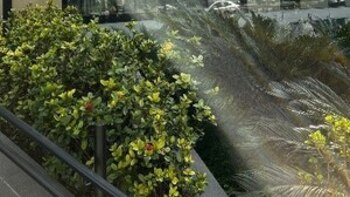 PagBank reporta ingresos netos de