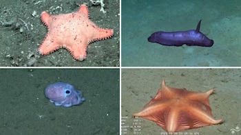 El nuevo streaming del Conicet,