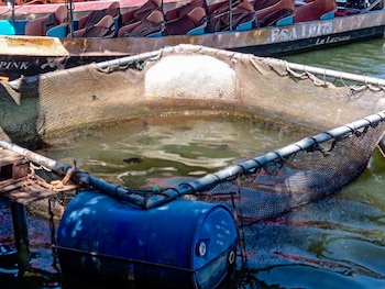 Jaula flotante utilizada para el