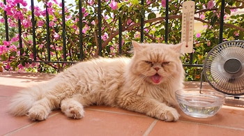 Un gato persa color crema yace en el suelo de baldosas rojas, junto a un ventilador, un recipiente con agua y un termómetro blanco.